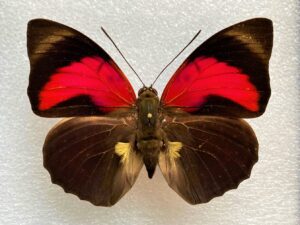 Agrias claudiana claudianus