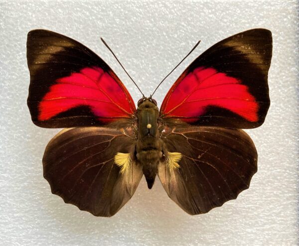 Agrias claudiana claudianus