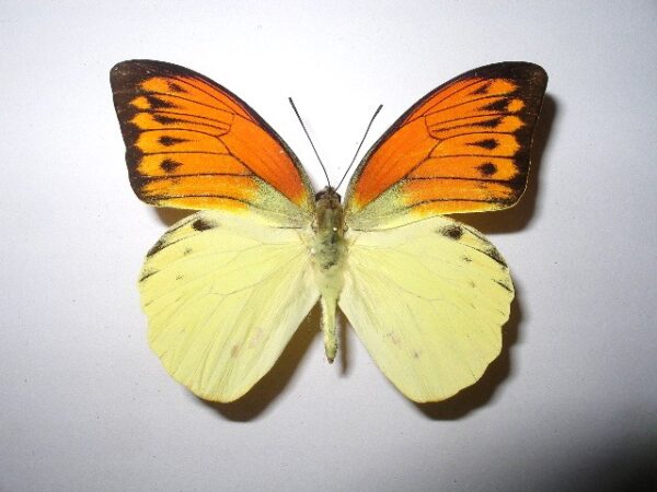 Hebomoia leucippe