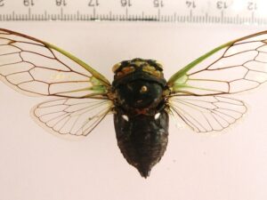 Zikade sp.1