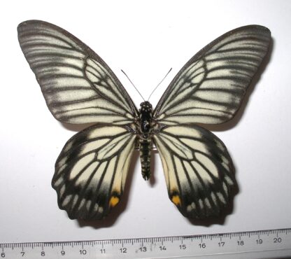 Papilio veiovis