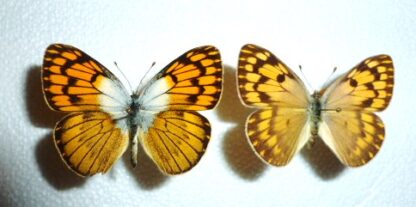 Colotis phisadia