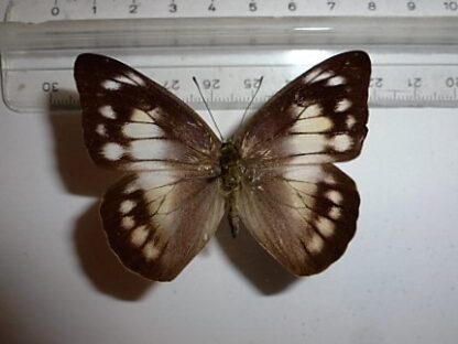 Appias nero