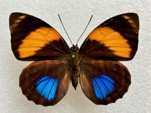 Agrias amydon philatelica