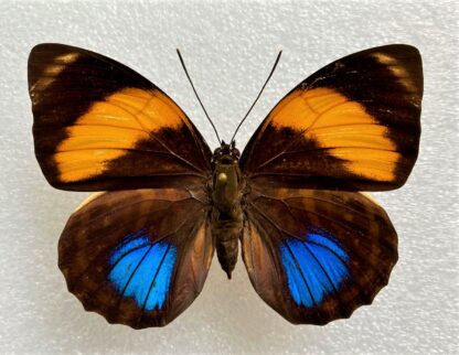 Agrias amydon philatelica