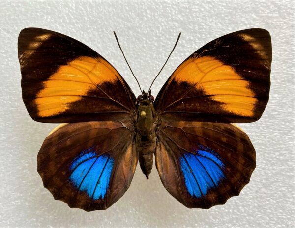 Agrias amydon philatelica