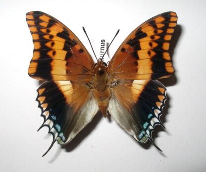 Charaxes saturnus