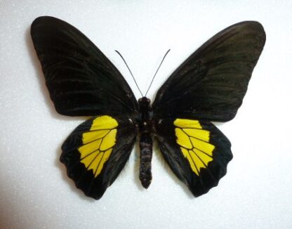 Troides criton