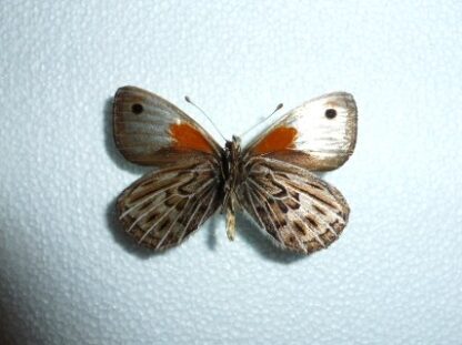 Argyophrus argentus