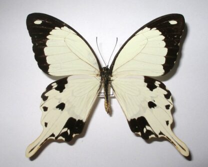 Papilio dardanus