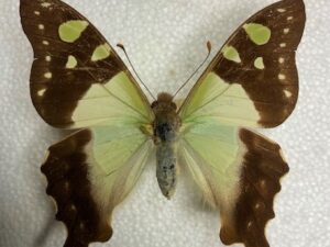 Graphium macleayanum