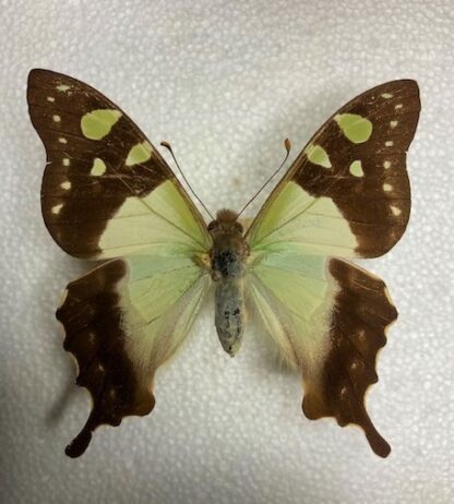 Graphium macleayanum