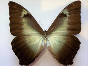 Morpho cisseis phanodemus