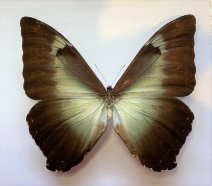 Morpho cisseis phanodemus