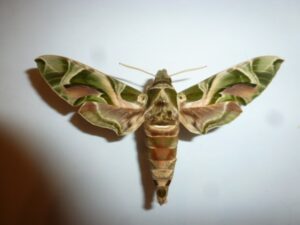Daphnis nerii