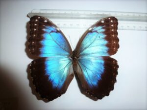 Morpho peleides zela