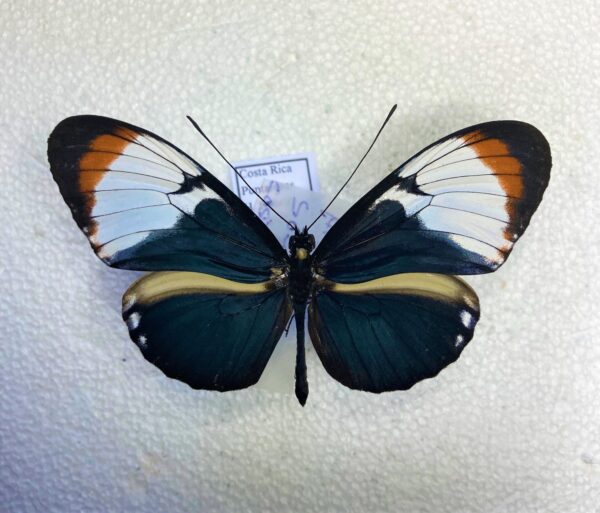 Heliconiidae