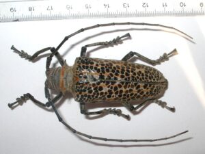 Rosenbergia straussi