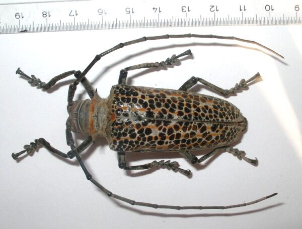 Rosenbergia straussi