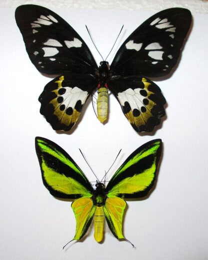 Ornithoptera meridionalis
