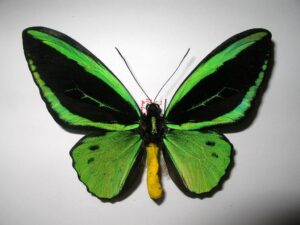 Ornithoptera priamus poseidon