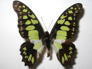 Graphium tynderaeus