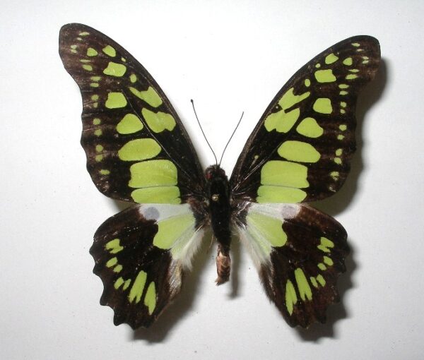 Graphium tynderaeus