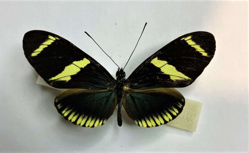 Heliconis sara theudela