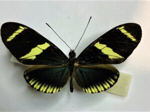 Heliconis sara theudela