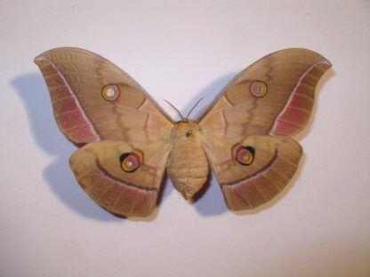 Antheraea yamamai