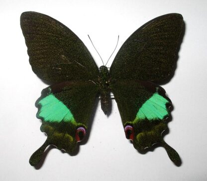Achillides karna