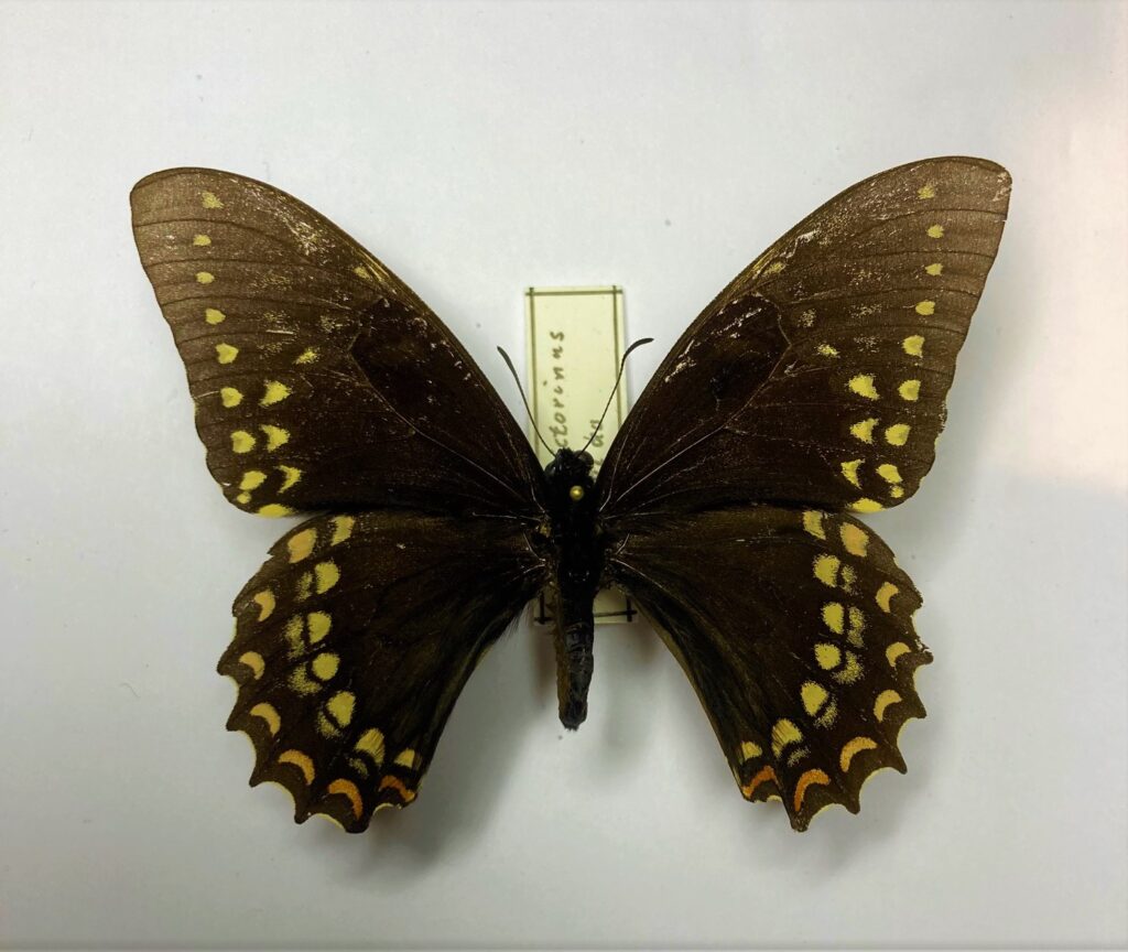 Papilio menatius