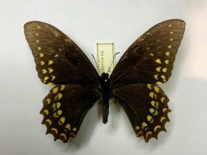 Papilio menatius