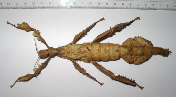 Extatosoma tiratum