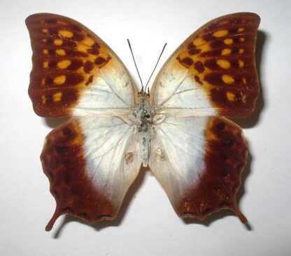Charaxes fulvescens