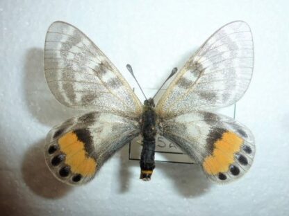 Parnassius autocrator