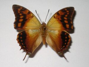 Charaxes candiope