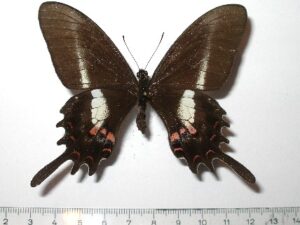 Papilio hectorides