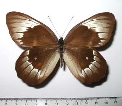 Delias benasu