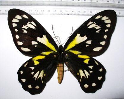 Ornithoptera victoriae regiane