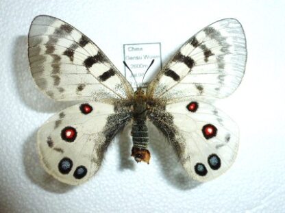 Parnassius imperator