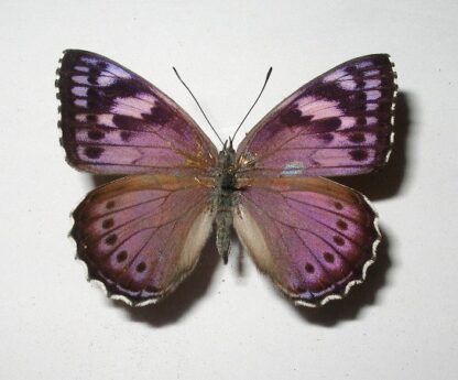 Asterope pechuelli
