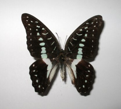 Graphium meyeri