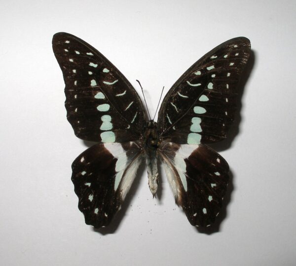 Graphium meyeri