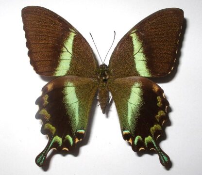 Achillides blumei