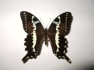 Papilio delalandii