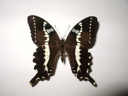Papilio delalandii
