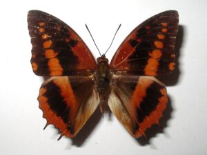 Charaxes lucretius