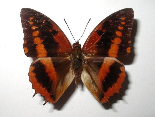 Charaxes lucretius