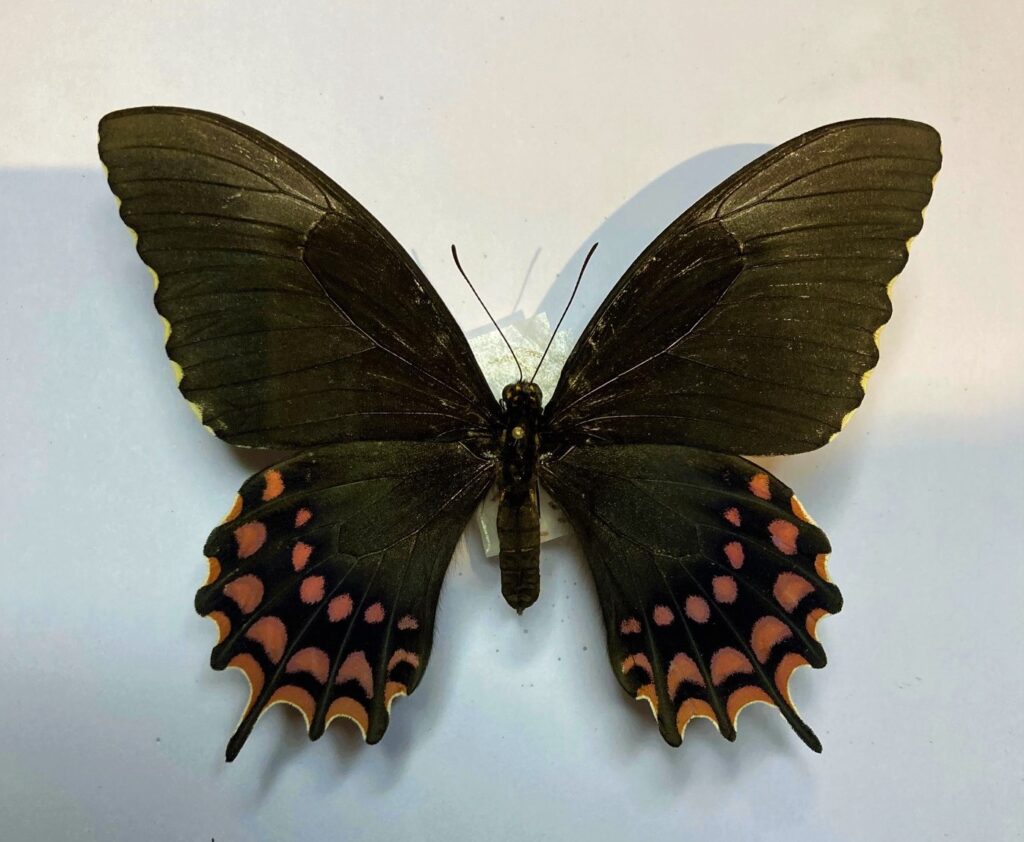 Papilio erostratus